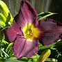 Strutters Ball Day Lily