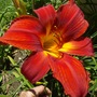 Day Lily " Scarlet "