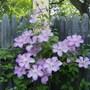 Cematis " Lavender Splendor "