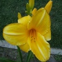 Day Lily " Bebbie Wong "