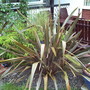 A garden flower photo