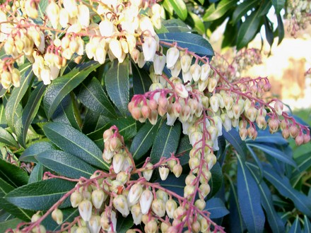 Pieris coming into flower 24 feb 2008 (Pieris japonica (Lily of the valley bush))