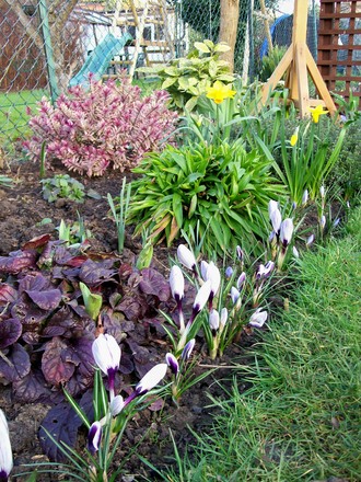 edge of trellis bed 24 feb 2008