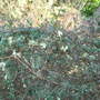 Clematis_cirrhosa_var_balearica_1