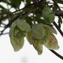 Clematis_cirrhosa_var_balearica_2.jpg (Clematis cirrhosa)