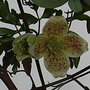 Clematis_cirrhosa_var_balearica_3