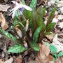 Erythronium_dens-canis_1