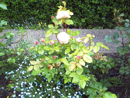 A garden flower photo