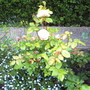 A garden flower photo