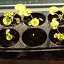Geraniums 