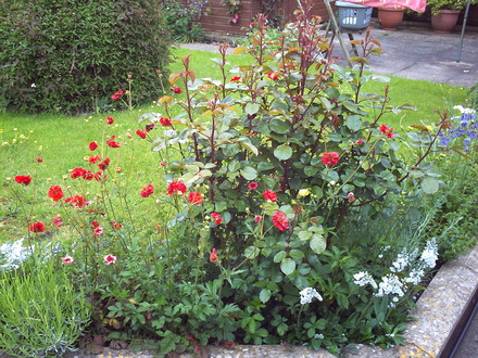 A garden flower photo