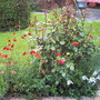 A garden flower photo