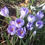 Crocus