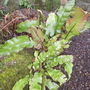 Hart's Tongue Fern