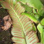 Fern Spores