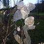 Seed Cases of Honesty (Lunaria annua)