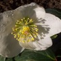 NIGER-HELLEBORE