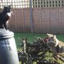 NOT MY GARDEN!