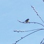 Blue Tit....