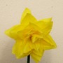 Golden Decat (Narcissus 'Golden Ducat')