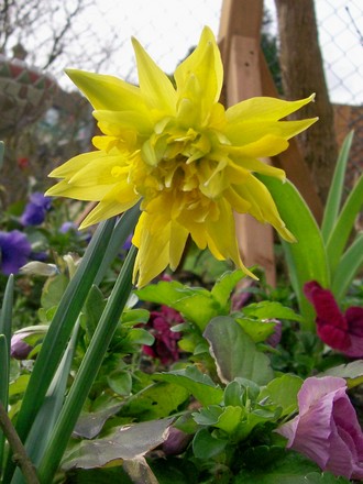 Narcissus 'Rip van Winkle' (Narcissus)