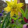 Narcissus 'Rip van Winkle' (Narcissus)