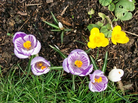 Spring Crocus