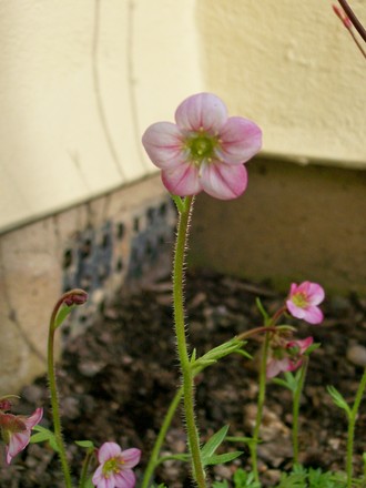 Moss Saxifraga (Saxifraga x arendsii)