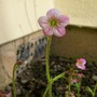Moss Saxifraga (Saxifraga x arendsii)