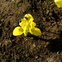 Spot the hoverfly (Iris reticulata (Iris))