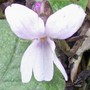 26_2_viola