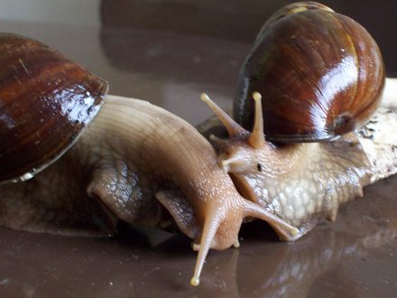 My Very Friendly Snails....