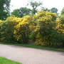 Greenwich Park 4