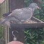 Pigeon_got_there