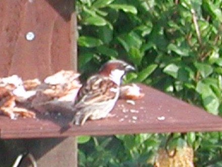 Sparrow