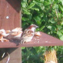 Sparrow