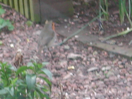 Robin waiting