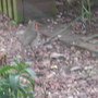 Robin_waiting