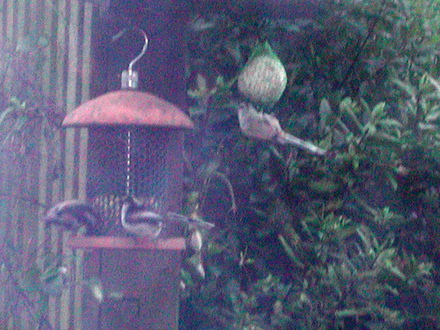 Long tailedTits