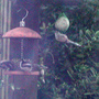 Long tailedTits
