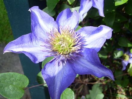 Clematis Prince Charles (Clamatis)