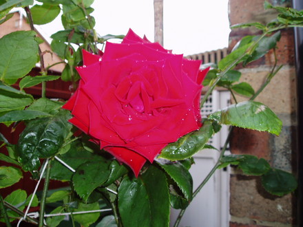 ROSE POSSIBLE A QUEEN ELIZABETH