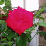 Rose_queen_elizabeth