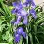 Bearded Iris