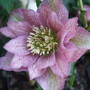 Double Hellebore (Helleborus x hybridus)