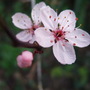 Blossom opening on my flowering tree. (Prunus cerasifera (Purple plum))