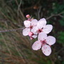 Blossom (Prunus cerasifera (Purple plum))