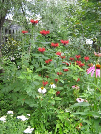 echinacea, monarda, and raspberry, etc.