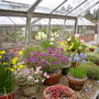 Alpine house at Harlow Carr spring 2007