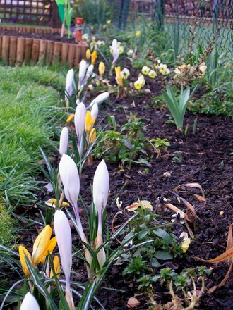 Crocus display